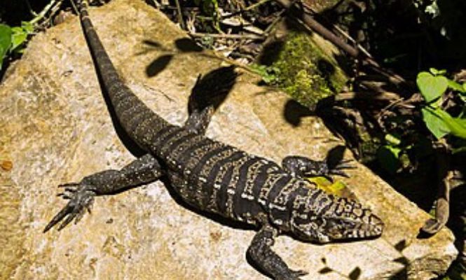 Da arte de domesticar teiús