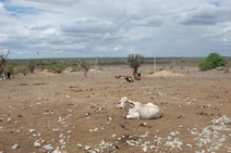 Sete cidades em estado de emergência
