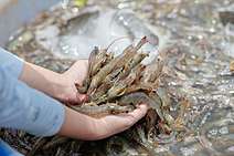 Projeto do Sebrae quer melhorar produtividade da carcinicultura