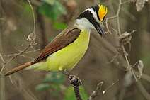 P. S. de carta a Rubem Braga