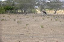 Carira e Tobias Barreto estão em situação de emergência pela estiagem