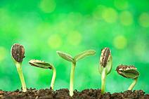 A semente que não deu flor