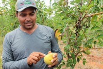 Cultivo de pera irrigada é alternativa de renda no Alto Sertão