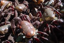 Ibama apreende dois mil caranguejos na feira de Itabaiana