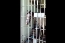 Secretário manda afastar capitão da PM que prendeu cavalo