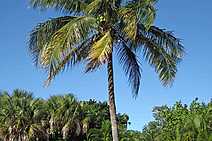 Desinteligência natural. Vale a pena prestar atenção!