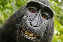 O grande rabo perdido: uma odisseia evolutiva jocosa