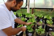 Biofertilizantes proporciona produção do alface com baixo custo, diz pesquisa