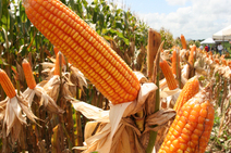 Safra de milho atingirá 793 mil  toneladas neste ano 