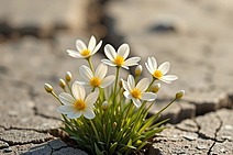 Quando a teimosia “racha” o improvável