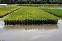 Trabalhadores da rizicultura podem ser inseridos no Programa Mão Amiga