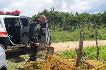 Em Boquim,  Adema liberta 18 aves e apreende carcaças de jacaré 