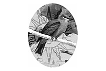 A língua dos pássaros, de Gigia Talarico, e reflexões afins - II