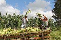 Banese dispõe de crédito para os produtores rurais