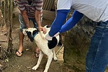 Prefeitura de Itabaiana realiza a maior campanha de vacinação antirrábica da história da cidade